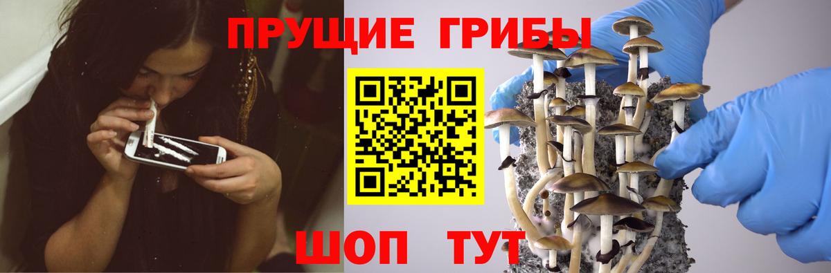 Псилоцибиновые грибы мицелий  где купить наркотик  Корсаков  Вход с VPN 